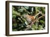 Brown Thrasher Perching on Branch, Mcleansville, North Carolina, USA-Gary Carter-Framed Photographic Print