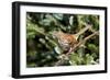 Brown Thrasher Perching on Branch, Mcleansville, North Carolina, USA-Gary Carter-Framed Photographic Print