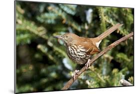 Brown Thrasher Perching on Branch, Mcleansville, North Carolina, USA-Gary Carter-Mounted Photographic Print