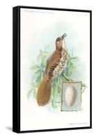 Brown Thrasher, Songbird-null-Framed Stretched Canvas