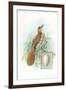 Brown Thrasher, Songbird-null-Framed Art Print