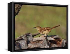 Brown Thrasher, South Florida, United States of America, North America-Rainford Roy-Framed Stretched Canvas