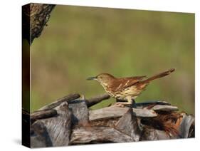Brown Thrasher, South Florida, United States of America, North America-Rainford Roy-Stretched Canvas