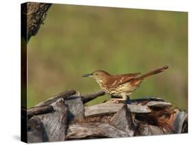 Brown Thrasher, South Florida, United States of America, North America-Rainford Roy-Stretched Canvas