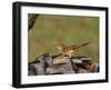 Brown Thrasher, South Florida, United States of America, North America-Rainford Roy-Framed Photographic Print