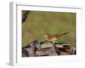 Brown Thrasher, South Florida, United States of America, North America-Rainford Roy-Framed Photographic Print