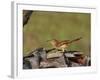 Brown Thrasher, South Florida, United States of America, North America-Rainford Roy-Framed Photographic Print