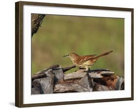 Brown Thrasher, South Florida, United States of America, North America-Rainford Roy-Framed Photographic Print