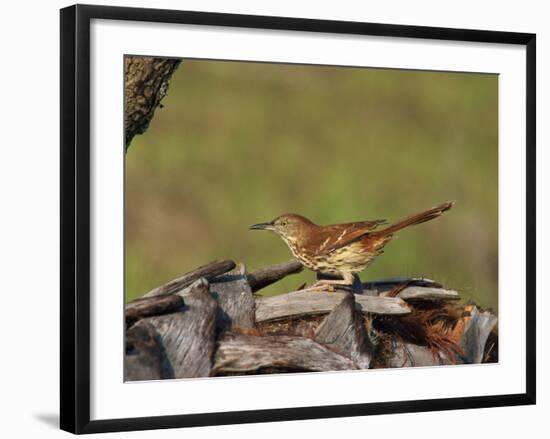 Brown Thrasher, South Florida, United States of America, North America-Rainford Roy-Framed Photographic Print