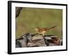 Brown Thrasher, South Florida, United States of America, North America-Rainford Roy-Framed Photographic Print