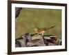 Brown Thrasher, South Florida, United States of America, North America-Rainford Roy-Framed Photographic Print