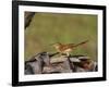 Brown Thrasher, South Florida, United States of America, North America-Rainford Roy-Framed Photographic Print