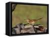 Brown Thrasher, South Florida, United States of America, North America-Rainford Roy-Framed Stretched Canvas