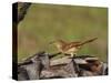 Brown Thrasher, South Florida, United States of America, North America-Rainford Roy-Stretched Canvas