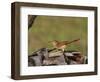 Brown Thrasher, South Florida, United States of America, North America-Rainford Roy-Framed Photographic Print