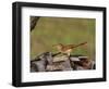 Brown Thrasher, South Florida, United States of America, North America-Rainford Roy-Framed Photographic Print