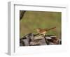 Brown Thrasher, South Florida, United States of America, North America-Rainford Roy-Framed Photographic Print