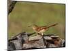 Brown Thrasher, South Florida, United States of America, North America-Rainford Roy-Mounted Photographic Print