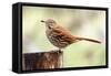 Brown Thrasher Standing on Tree Stump, Mcleansville, North Carolina, USA-Gary Carter-Framed Stretched Canvas