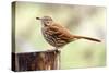 Brown Thrasher Standing on Tree Stump, Mcleansville, North Carolina, USA-Gary Carter-Stretched Canvas