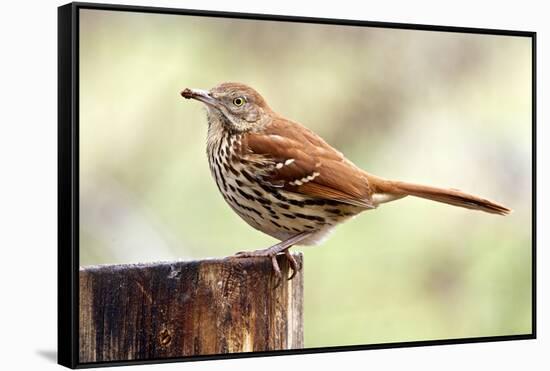 Brown Thrasher Standing on Tree Stump, Mcleansville, North Carolina, USA-Gary Carter-Framed Stretched Canvas