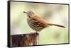 Brown Thrasher Standing on Tree Stump, Mcleansville, North Carolina, USA-Gary Carter-Framed Stretched Canvas