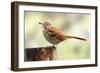 Brown Thrasher Standing on Tree Stump, Mcleansville, North Carolina, USA-Gary Carter-Framed Photographic Print