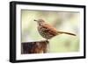 Brown Thrasher Standing on Tree Stump, Mcleansville, North Carolina, USA-Gary Carter-Framed Photographic Print