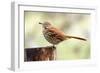 Brown Thrasher Standing on Tree Stump, Mcleansville, North Carolina, USA-Gary Carter-Framed Photographic Print