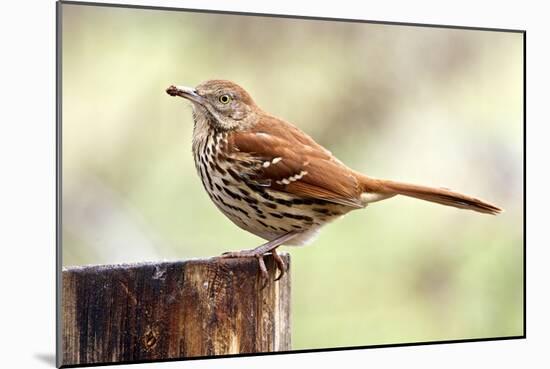 Brown Thrasher Standing on Tree Stump, Mcleansville, North Carolina, USA-Gary Carter-Mounted Photographic Print