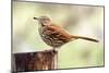 Brown Thrasher Standing on Tree Stump, Mcleansville, North Carolina, USA-Gary Carter-Mounted Photographic Print