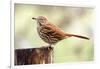 Brown Thrasher Standing on Tree Stump, Mcleansville, North Carolina, USA-Gary Carter-Framed Photographic Print