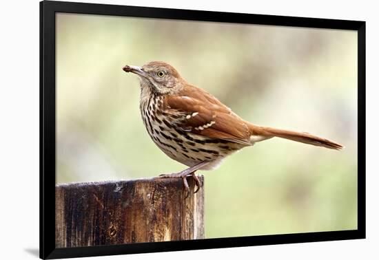 Brown Thrasher Standing on Tree Stump, Mcleansville, North Carolina, USA-Gary Carter-Framed Photographic Print