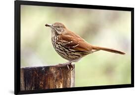 Brown Thrasher Standing on Tree Stump, Mcleansville, North Carolina, USA-Gary Carter-Framed Photographic Print