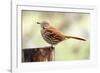 Brown Thrasher Standing on Tree Stump, Mcleansville, North Carolina, USA-Gary Carter-Framed Photographic Print