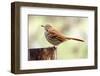 Brown Thrasher Standing on Tree Stump, Mcleansville, North Carolina, USA-Gary Carter-Framed Photographic Print