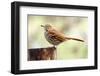 Brown Thrasher Standing on Tree Stump, Mcleansville, North Carolina, USA-Gary Carter-Framed Photographic Print