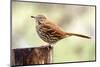 Brown Thrasher Standing on Tree Stump, Mcleansville, North Carolina, USA-Gary Carter-Mounted Photographic Print