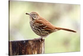 Brown Thrasher Standing on Tree Stump, Mcleansville, North Carolina, USA-Gary Carter-Stretched Canvas
