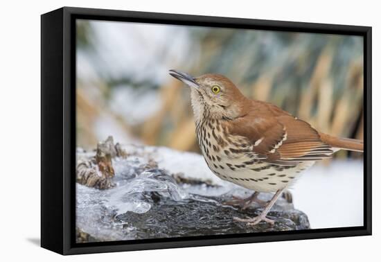 Brown Thrasher-Gary Carter-Framed Stretched Canvas