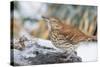 Brown Thrasher-Gary Carter-Stretched Canvas