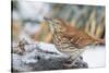 Brown Thrasher-Gary Carter-Stretched Canvas