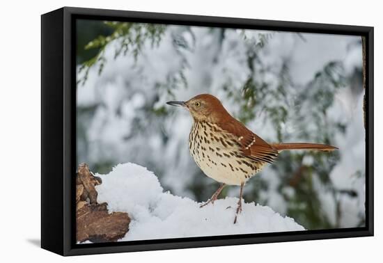 Brown Thrasher-Gary Carter-Framed Stretched Canvas