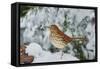 Brown Thrasher-Gary Carter-Framed Stretched Canvas