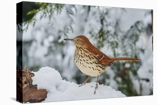 Brown Thrasher-Gary Carter-Stretched Canvas