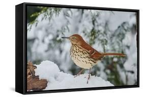 Brown Thrasher-Gary Carter-Framed Stretched Canvas