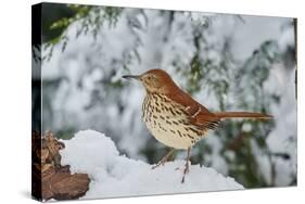 Brown Thrasher-Gary Carter-Stretched Canvas