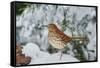 Brown Thrasher-Gary Carter-Framed Stretched Canvas