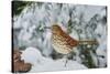 Brown Thrasher-Gary Carter-Stretched Canvas