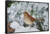 Brown Thrasher-Gary Carter-Framed Stretched Canvas